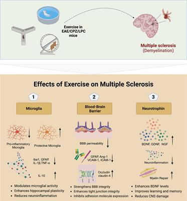 Exploring the underlying mechanisms of exercise as therapy for multiple sclerosis: insights from preclinical studies